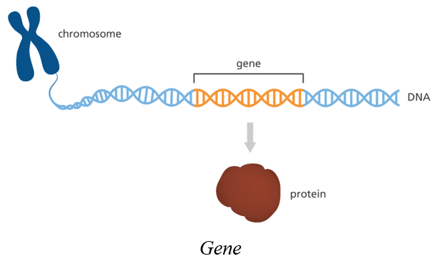 Lý thuyết KHTN 9 Cánh diều Bài 33: Gene là trung tâm của di truyền học