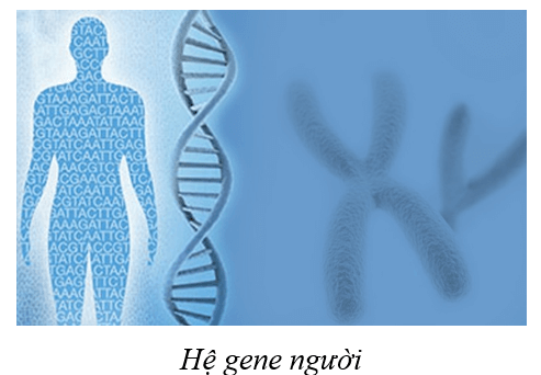 Lý thuyết KHTN 9 Cánh diều Bài 33: Gene là trung tâm của di truyền học