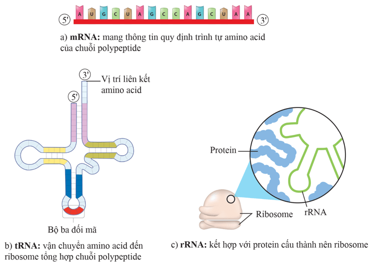 Lý thuyết KHTN 9 Cánh diều Bài 33: Gene là trung tâm của di truyền học