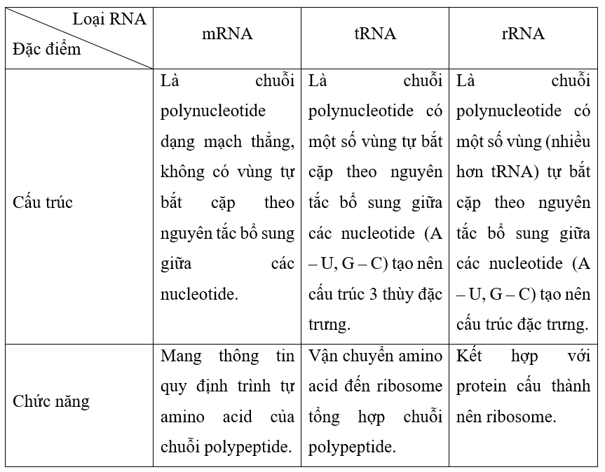 Lý thuyết KHTN 9 Cánh diều Bài 33: Gene là trung tâm của di truyền học