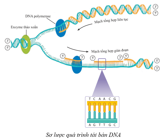 Lý thuyết KHTN 9 Cánh diều Bài 34: Từ gene đến tính trạng