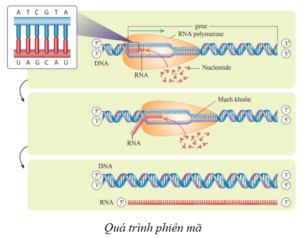 Lý thuyết KHTN 9 Cánh diều Bài 34: Từ gene đến tính trạng