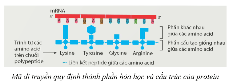 Lý thuyết KHTN 9 Cánh diều Bài 34: Từ gene đến tính trạng