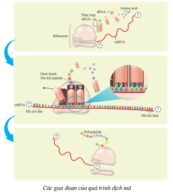 Lý thuyết KHTN 9 Cánh diều Bài 34: Từ gene đến tính trạng