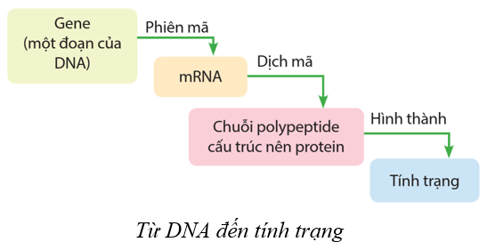 Lý thuyết KHTN 9 Cánh diều Bài 34: Từ gene đến tính trạng