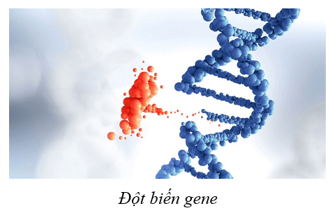 Lý thuyết KHTN 9 Cánh diều Bài 34: Từ gene đến tính trạng