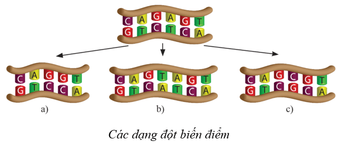 Lý thuyết KHTN 9 Cánh diều Bài 34: Từ gene đến tính trạng