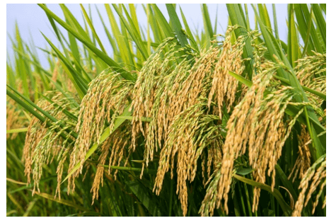 Lý thuyết KHTN 9 Cánh diều Bài 34: Từ gene đến tính trạng