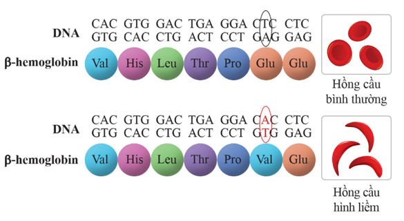 Lý thuyết KHTN 9 Cánh diều Bài 34: Từ gene đến tính trạng