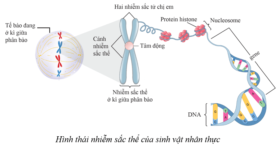 Lý thuyết KHTN 9 Cánh diều Bài 35: Nhiễm sắc thể và bộ nhiễm sắc thể