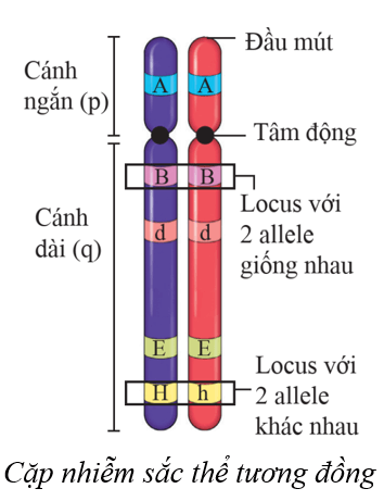 Lý thuyết KHTN 9 Cánh diều Bài 35: Nhiễm sắc thể và bộ nhiễm sắc thể