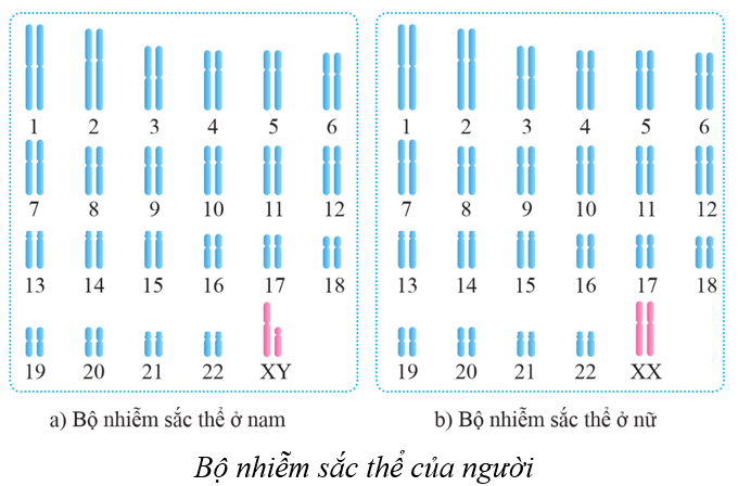 Lý thuyết KHTN 9 Cánh diều Bài 35: Nhiễm sắc thể và bộ nhiễm sắc thể