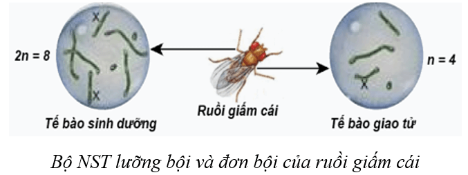 Lý thuyết KHTN 9 Cánh diều Bài 35: Nhiễm sắc thể và bộ nhiễm sắc thể