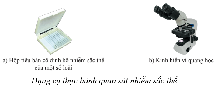 Lý thuyết KHTN 9 Cánh diều Bài 35: Nhiễm sắc thể và bộ nhiễm sắc thể