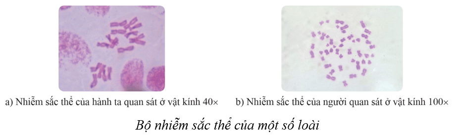 Lý thuyết KHTN 9 Cánh diều Bài 35: Nhiễm sắc thể và bộ nhiễm sắc thể