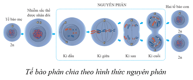 Lý thuyết KHTN 9 Cánh diều Bài 36: Nguyên phân và giảm phân