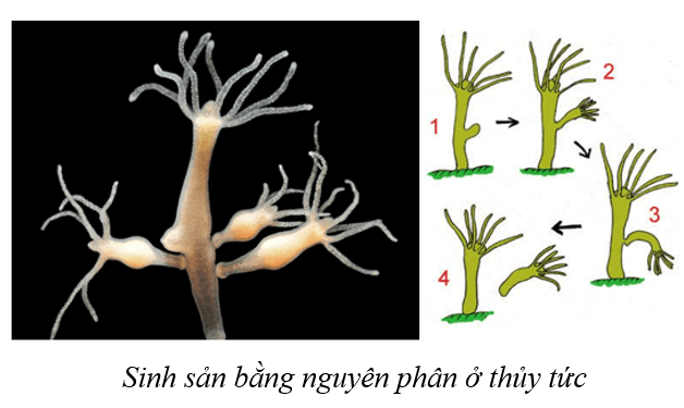 Lý thuyết KHTN 9 Cánh diều Bài 36: Nguyên phân và giảm phân