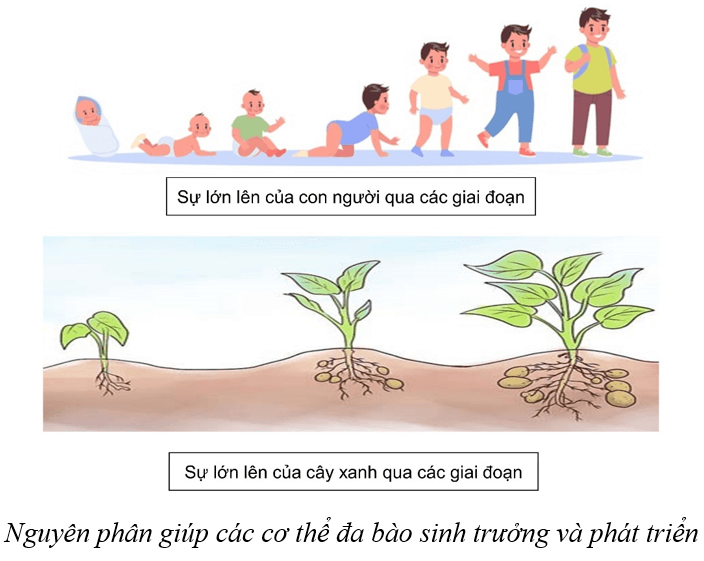 Lý thuyết KHTN 9 Cánh diều Bài 36: Nguyên phân và giảm phân