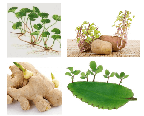 Lý thuyết KHTN 9 Cánh diều Bài 36: Nguyên phân và giảm phân