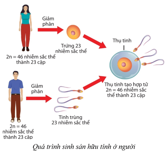 Lý thuyết KHTN 9 Cánh diều Bài 36: Nguyên phân và giảm phân