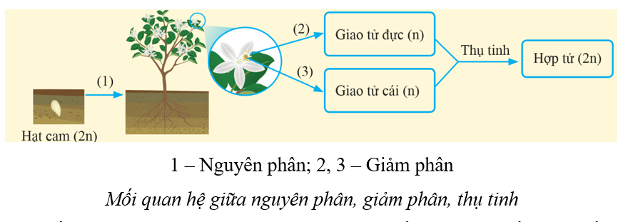 Lý thuyết KHTN 9 Cánh diều Bài 36: Nguyên phân và giảm phân