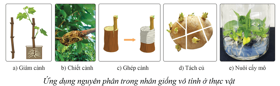Lý thuyết KHTN 9 Cánh diều Bài 36: Nguyên phân và giảm phân