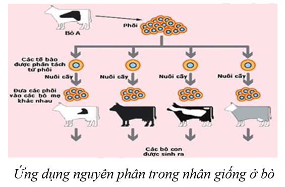 Lý thuyết KHTN 9 Cánh diều Bài 36: Nguyên phân và giảm phân