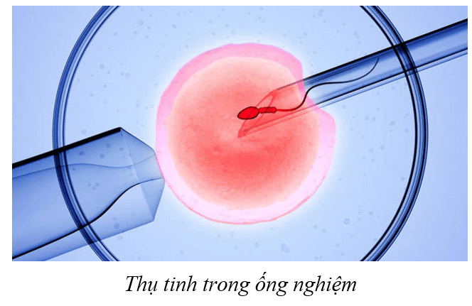 Lý thuyết KHTN 9 Cánh diều Bài 36: Nguyên phân và giảm phân