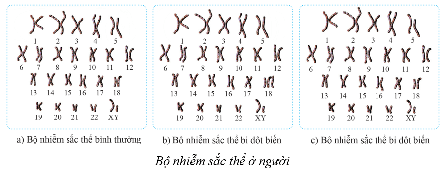 Lý thuyết KHTN 9 Cánh diều Bài 37: Đột biến nhiễm sắc thể