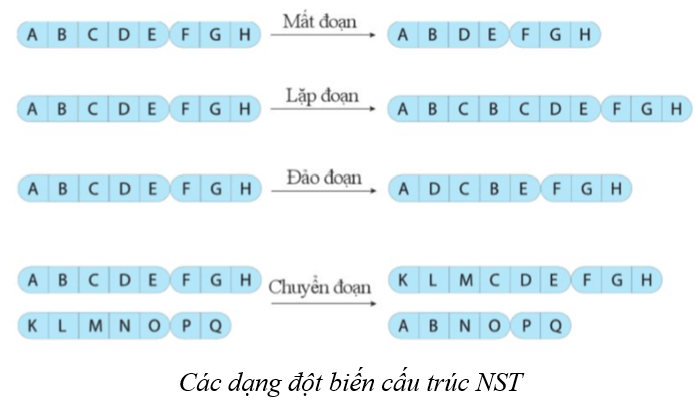Lý thuyết KHTN 9 Cánh diều Bài 37: Đột biến nhiễm sắc thể