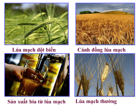 Lý thuyết KHTN 9 Cánh diều Bài 37: Đột biến nhiễm sắc thể