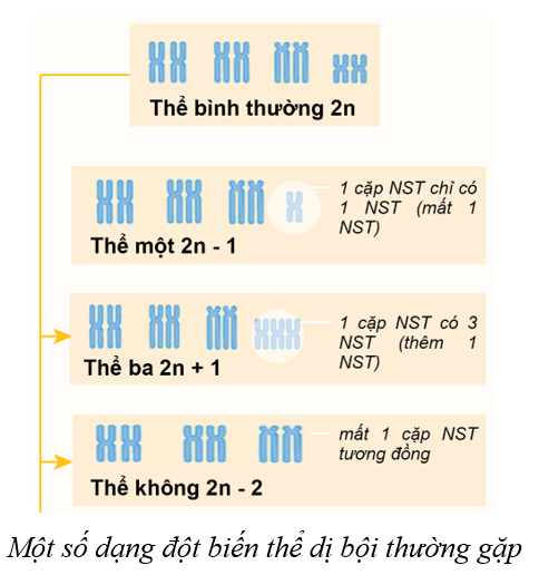 Lý thuyết KHTN 9 Cánh diều Bài 37: Đột biến nhiễm sắc thể