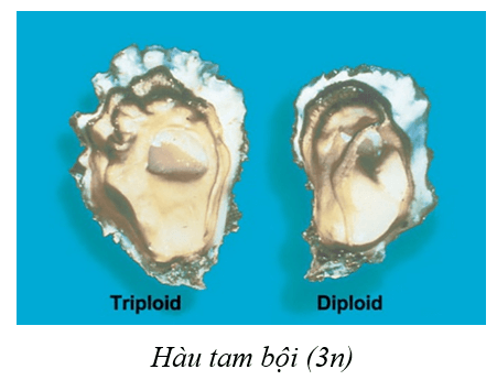 Lý thuyết KHTN 9 Cánh diều Bài 37: Đột biến nhiễm sắc thể