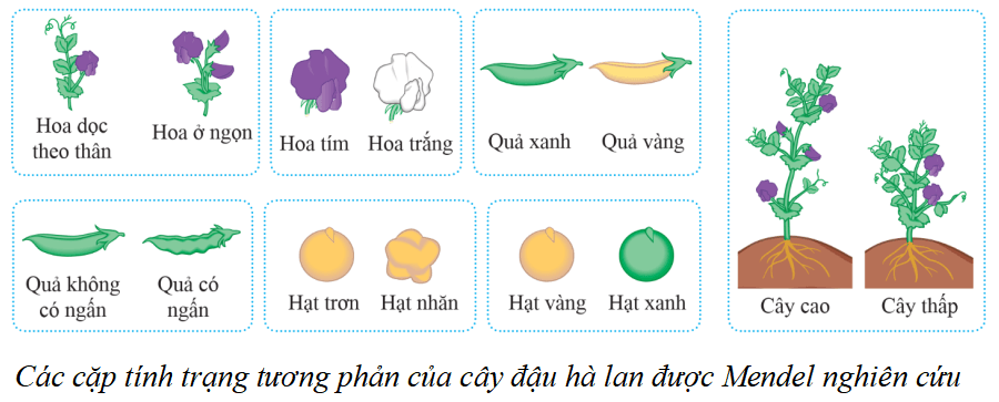 Lý thuyết KHTN 9 Cánh diều Bài 38: Quy luật di truyền của Mendel