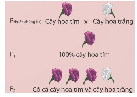 Lý thuyết KHTN 9 Cánh diều Bài 38: Quy luật di truyền của Mendel