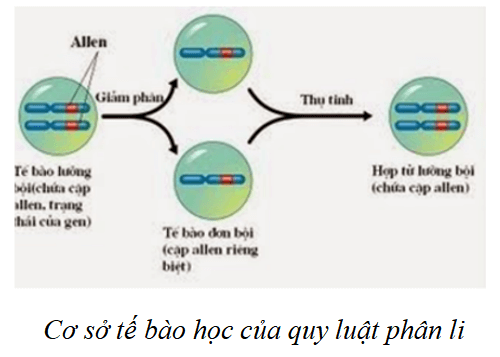 Lý thuyết KHTN 9 Cánh diều Bài 38: Quy luật di truyền của Mendel