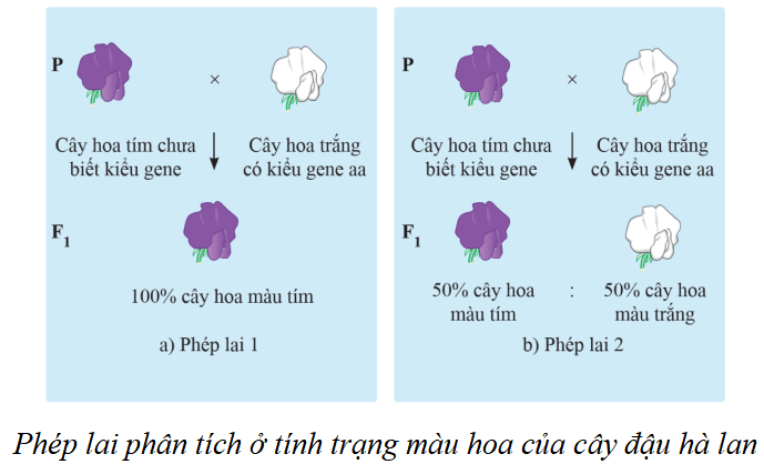 Lý thuyết KHTN 9 Cánh diều Bài 38: Quy luật di truyền của Mendel