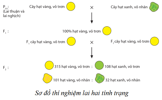 Lý thuyết KHTN 9 Cánh diều Bài 38: Quy luật di truyền của Mendel