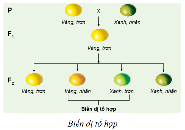 Lý thuyết KHTN 9 Cánh diều Bài 38: Quy luật di truyền của Mendel