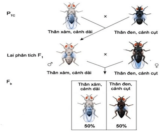 Lý thuyết KHTN 9 Cánh diều Bài 39: Di truyền liên kết và cơ chế xác định giới tính