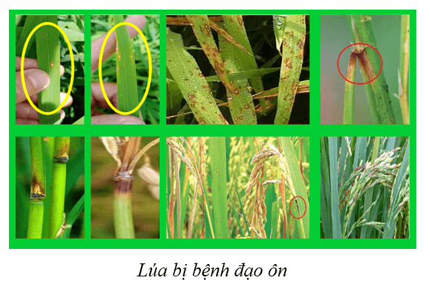 Lý thuyết KHTN 9 Cánh diều Bài 39: Di truyền liên kết và cơ chế xác định giới tính