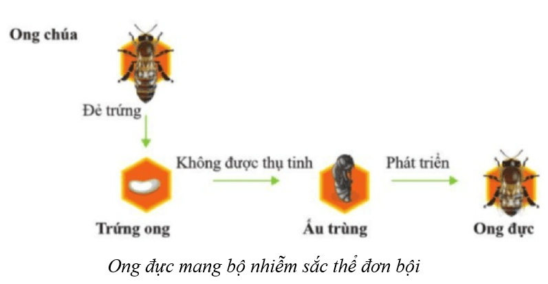 Lý thuyết KHTN 9 Cánh diều Bài 39: Di truyền liên kết và cơ chế xác định giới tính