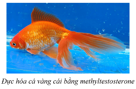 Lý thuyết KHTN 9 Cánh diều Bài 39: Di truyền liên kết và cơ chế xác định giới tính
