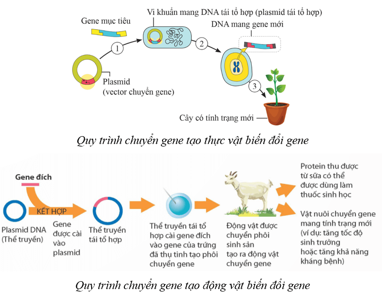 Lý thuyết KHTN 9 Cánh diều Bài 41: Ứng dụng công nghệ di truyền vào đời sống
