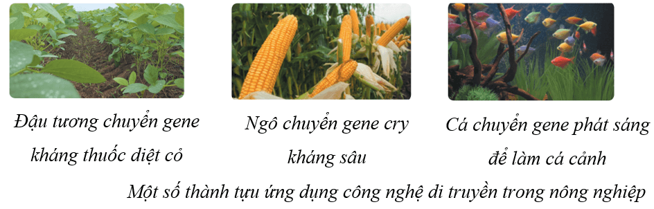 Lý thuyết KHTN 9 Cánh diều Bài 41: Ứng dụng công nghệ di truyền vào đời sống