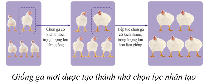 Lý thuyết KHTN 9 Cánh diều Bài 42: Giới thiệu về tiến hoá, chọn lọc nhân tạo và chọn lọc tự nhiên