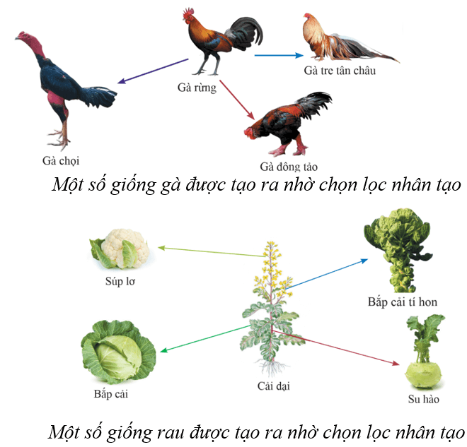 Lý thuyết KHTN 9 Cánh diều Bài 42: Giới thiệu về tiến hoá, chọn lọc nhân tạo và chọn lọc tự nhiên