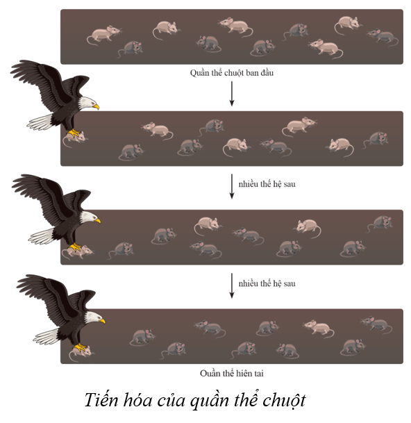Lý thuyết KHTN 9 Cánh diều Bài 42: Giới thiệu về tiến hoá, chọn lọc nhân tạo và chọn lọc tự nhiên