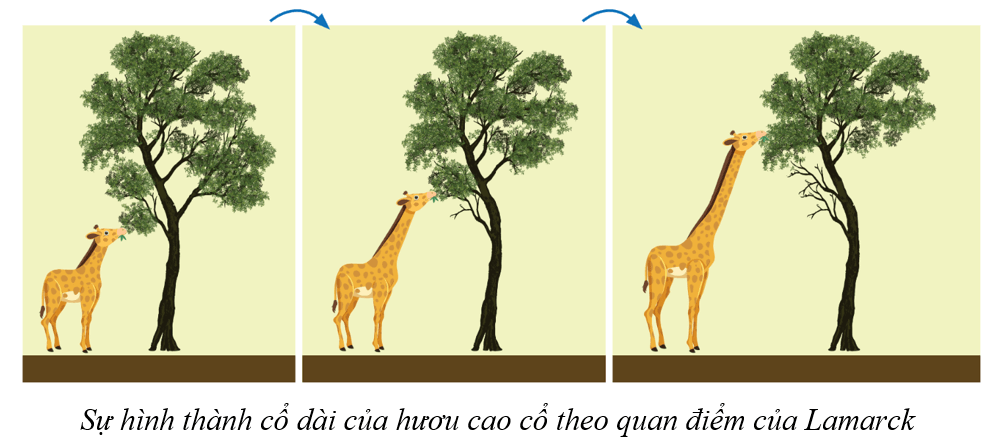 Lý thuyết KHTN 9 Cánh diều Bài 43: Cơ chế tiến hoá
