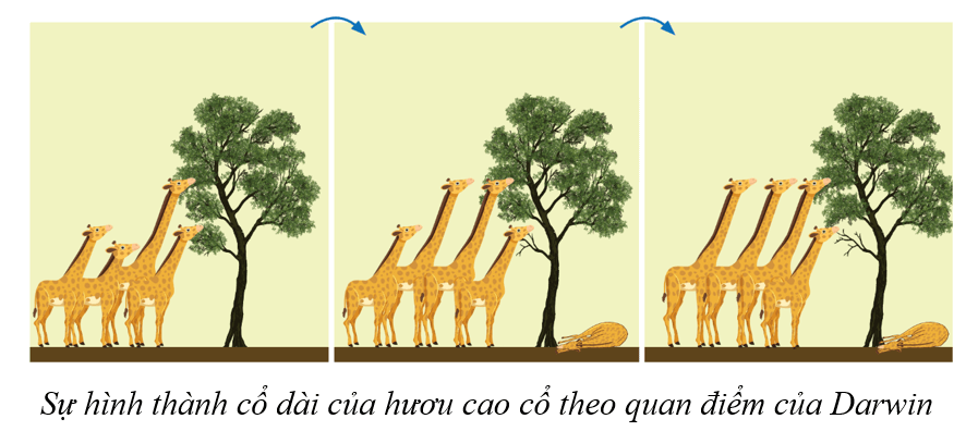Lý thuyết KHTN 9 Cánh diều Bài 43: Cơ chế tiến hoá